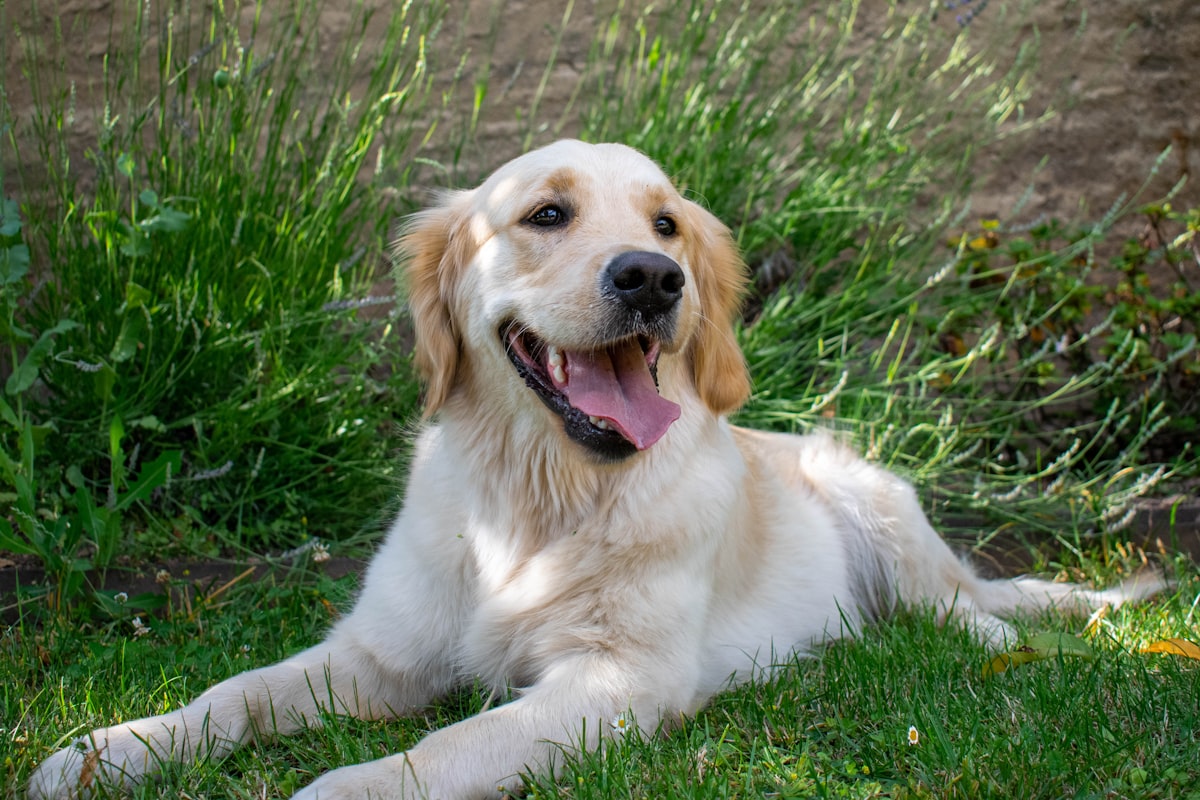 Healthy golden retriever relaxing in a clean backyard