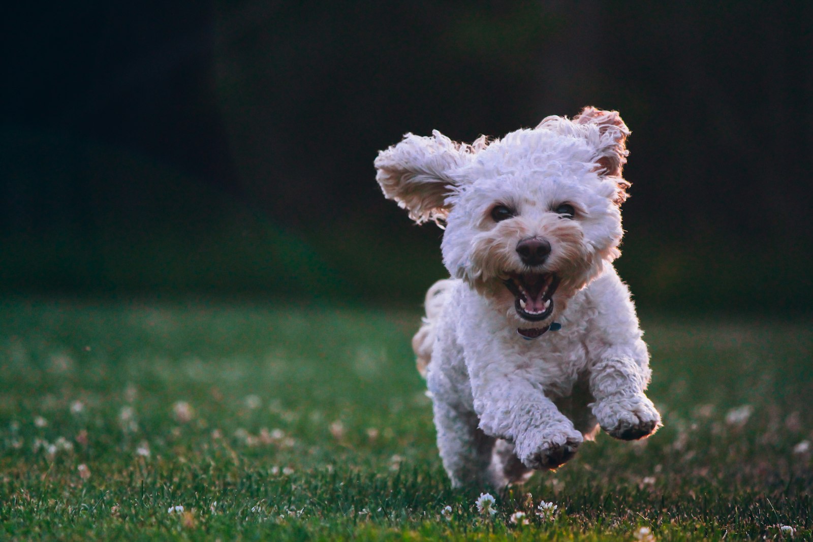 Happy dog running on grass