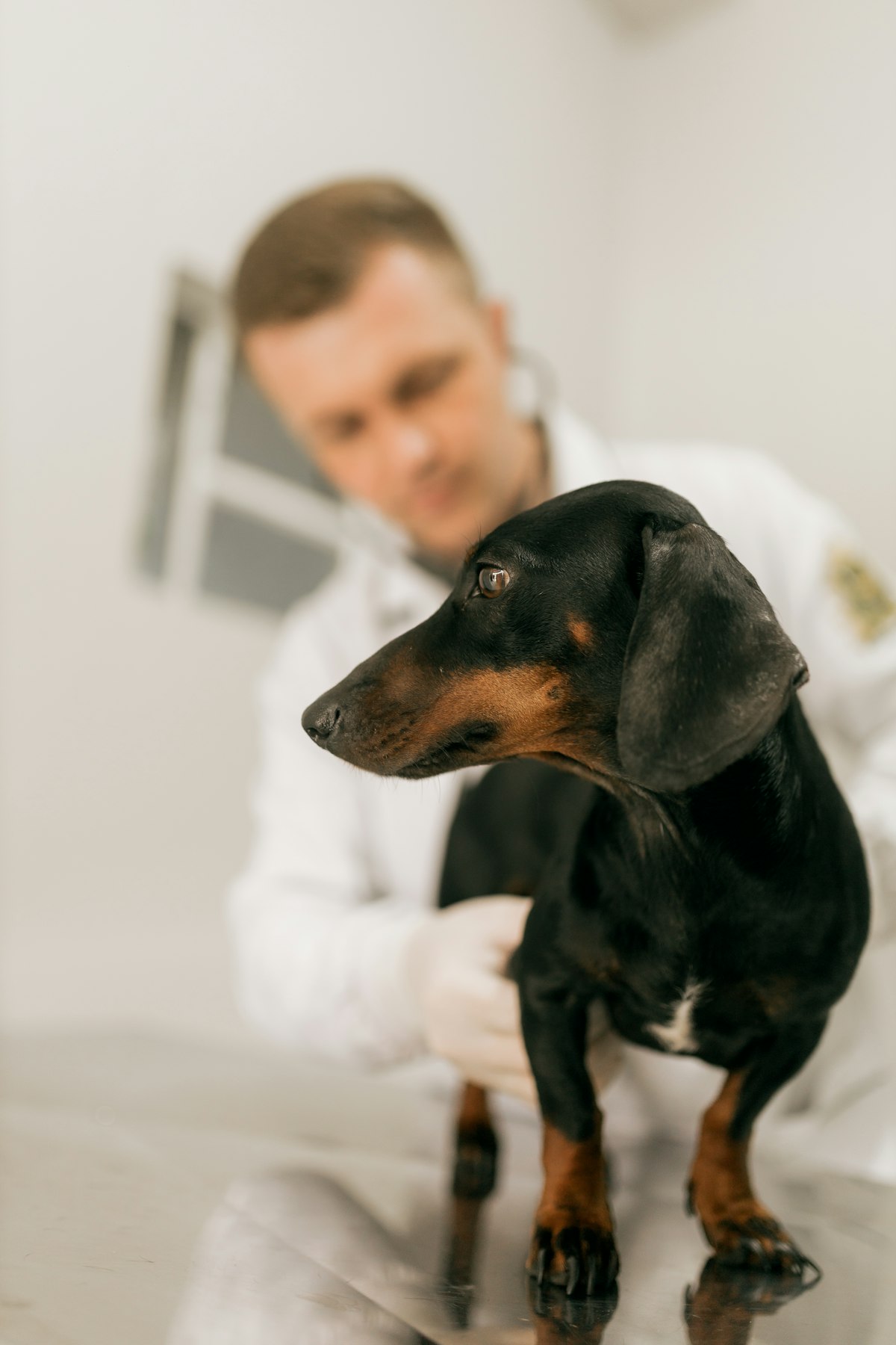 Veterinarian examining a dachshund