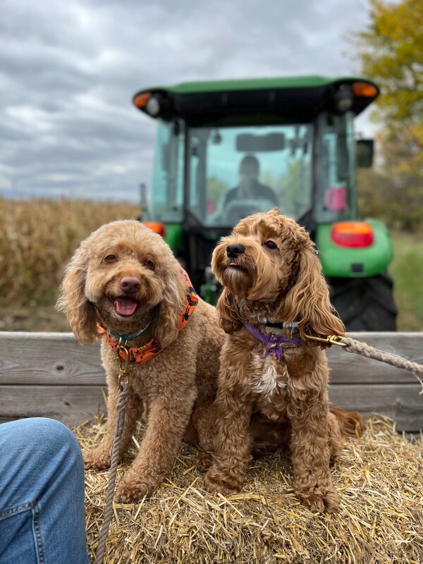 Duncan and Donuts on a hayride